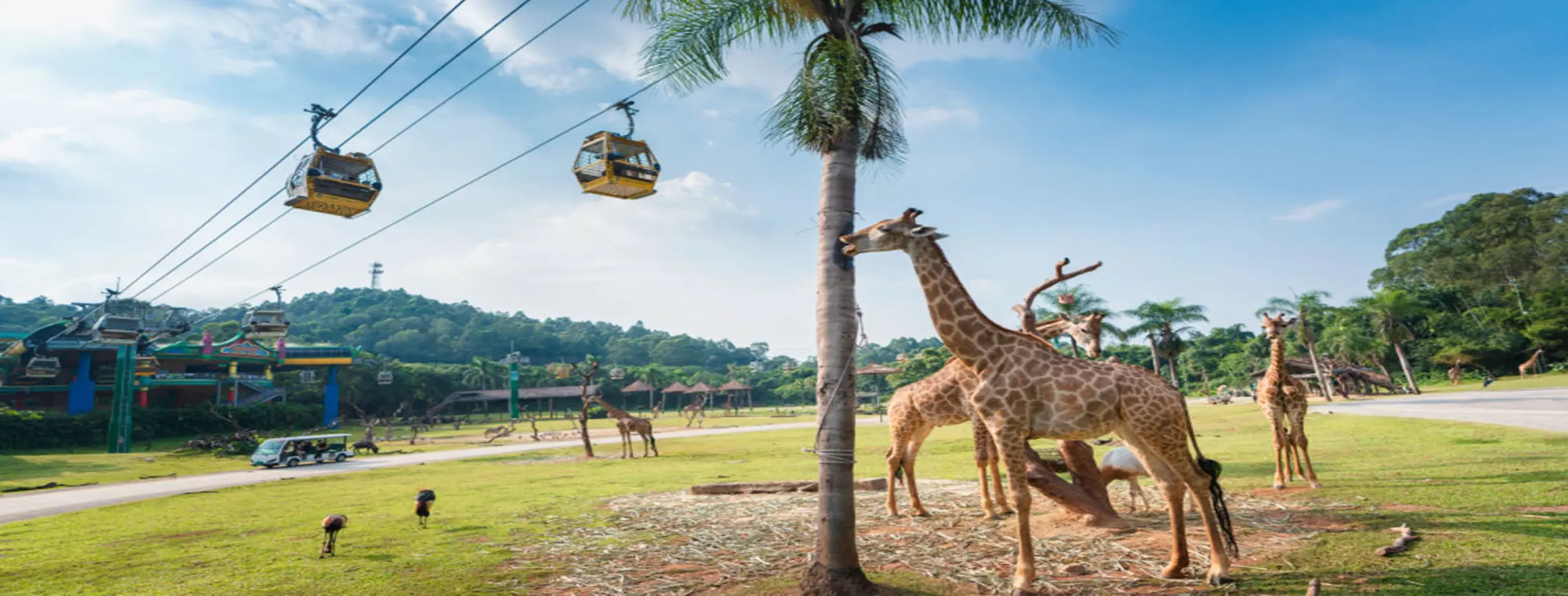 Image for Chimelong Safari Park